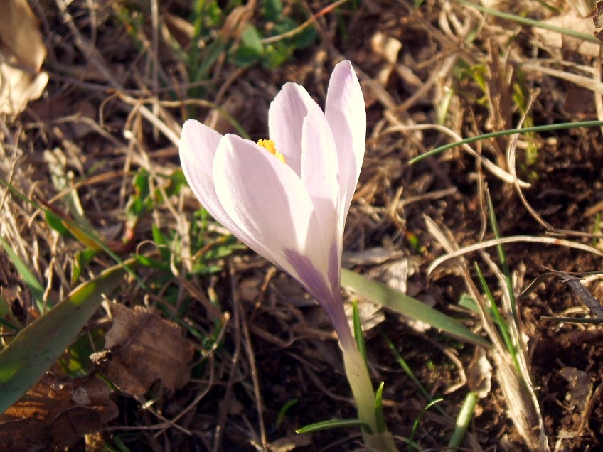 Crocus da determinare